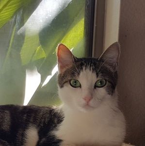 💚GABRIEL-MY POSH ASSISTANT💚